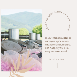 Як видобувають ефірні олії?